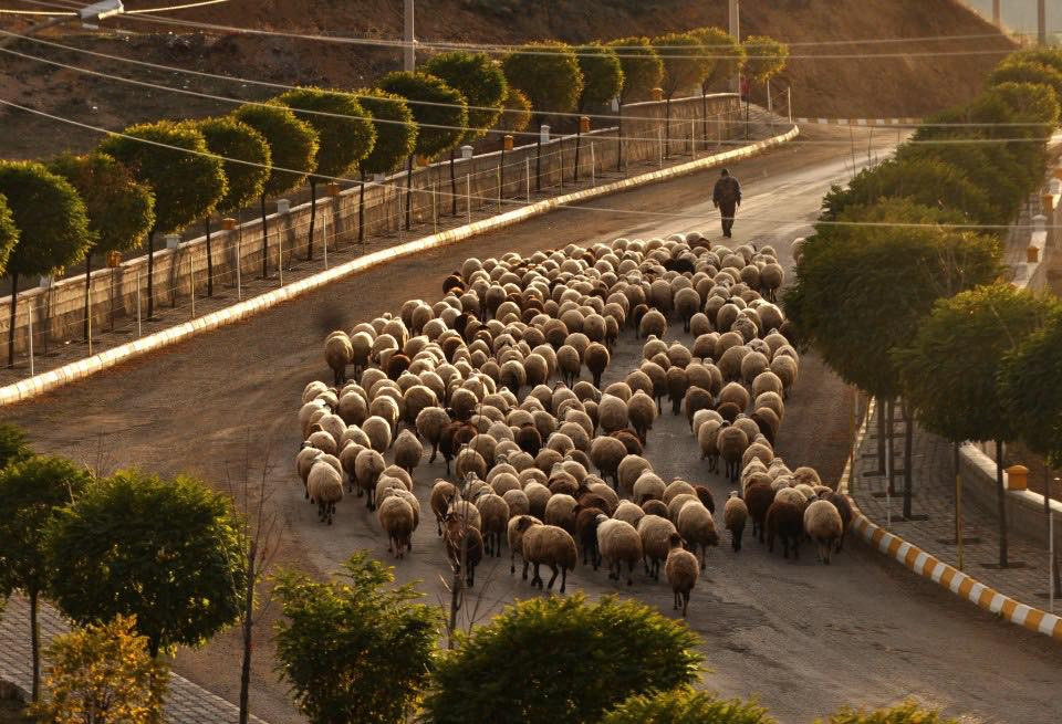40 Bin Tl Maaşla Çoban Bulunamıyor