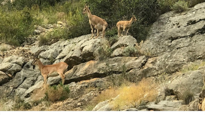 Gümüşhane'nin Dik Yamaçlarında Usta Tırmanıcılar Görüntülendi